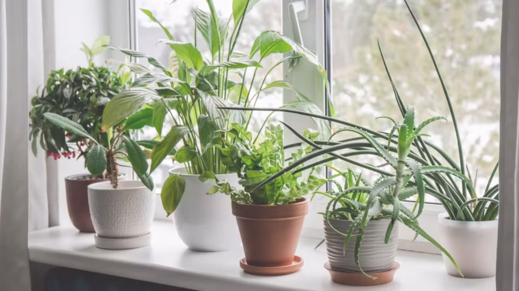 Indoor Plants That Improve Air Quality and Wellness