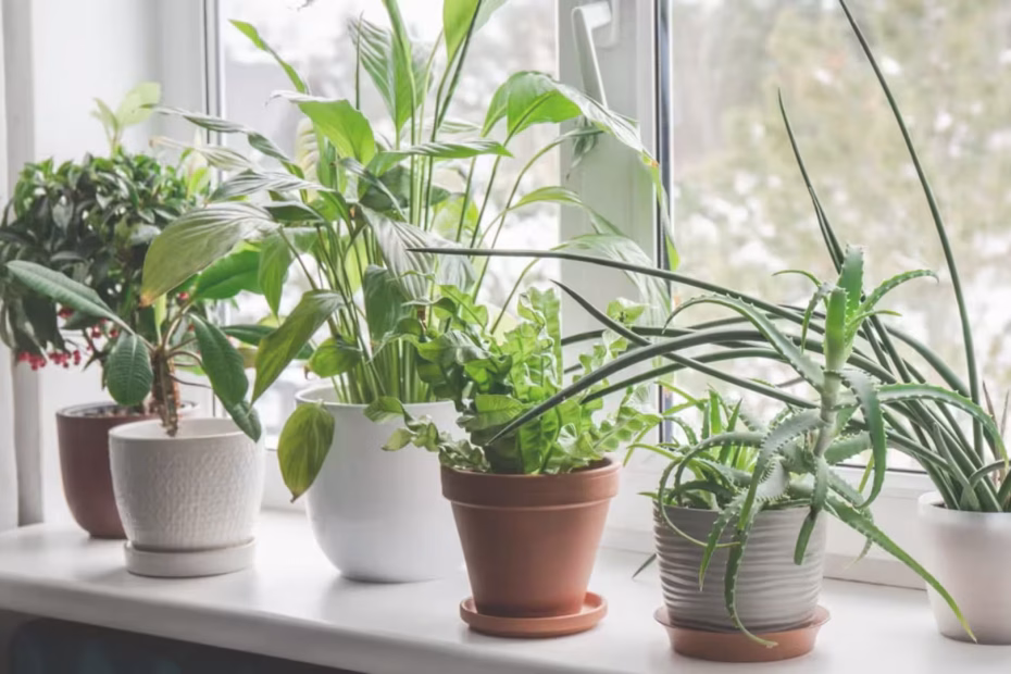 Indoor Plants That Improve Air Quality and Wellness
