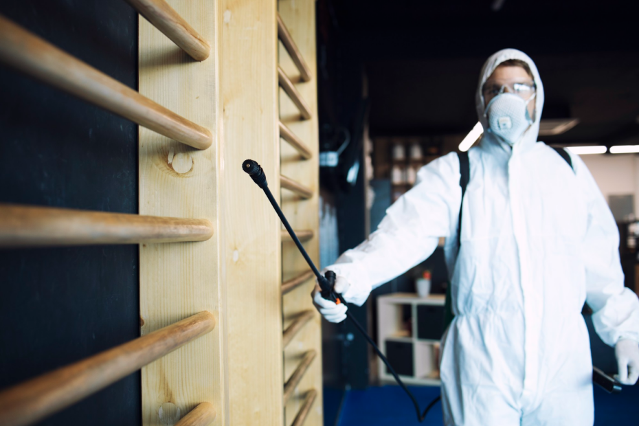 Bed Bugs Spread In Your Home